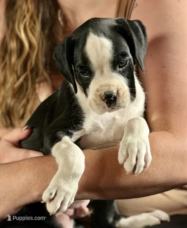 BRUISER- AKC – Boxer puppy on hold in Genesee, PA