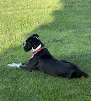 Shelby, a female Boxer for sale in Genesee, PA – 3 of 6