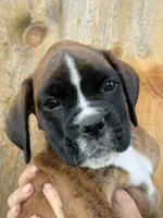 Win -AKC- video-Euro lines, a male Boxer for sale in Genesee, PA – 4 of 10