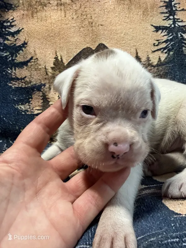 Ace  – Boxer puppy for sale in Genesee, PA