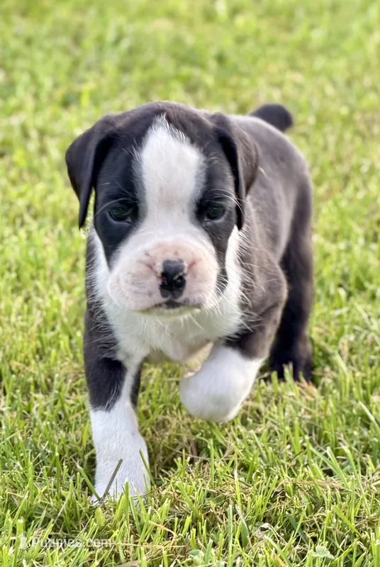 Sealed Brindle- AKC – Boxer puppy for sale in Genesee, PA