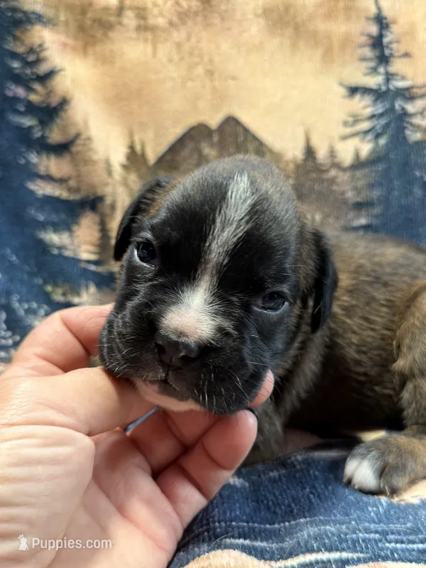 Shelby – Boxer puppy for sale in Genesee, PA