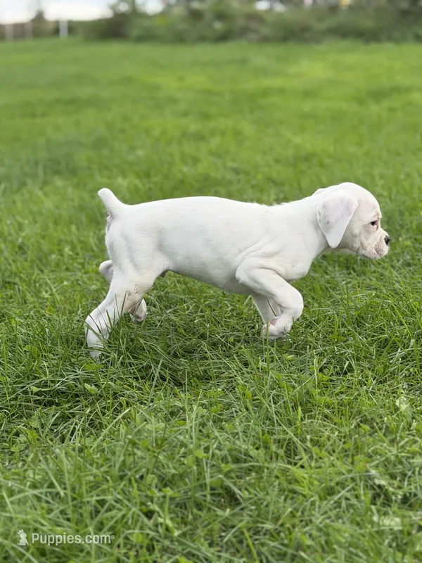 Popcorn -AKC - Euro lines – Boxer puppy for sale in Genesee, PA