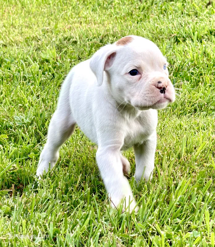 ACE-AKC – Boxer puppy for sale in Genesee, PA