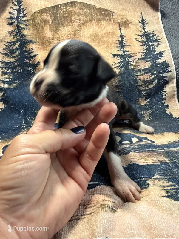 Raven – Boxer puppy on hold in Genesee, PA