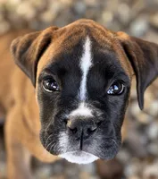 Win -AKC- video-Euro lines, a male Boxer for sale in Genesee, PA – 2 of 10