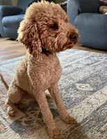 Luca, a male Poodle - Miniature  for sale in Lithia, FL – Photo 2 of 3