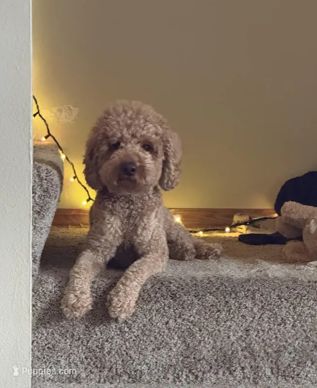 Luca – Poodle - Miniature  puppy for sale in Lithia, FL