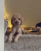 Luca, a male Poodle - Miniature  for sale in Lithia, FL – Photo 1 of 3