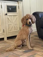 Luca, a male Poodle - Miniature  for sale in Lithia, FL – Photo 3 of 3