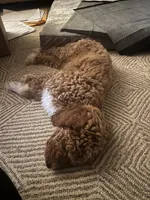 Tawni, a female Goldendoodle for sale in Atlanta, GA – 5 of 5