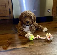 Tawni, a female Goldendoodle for sale in Atlanta, GA – 3 of 5