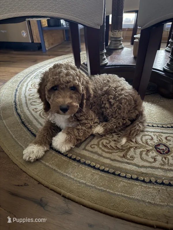 Tawni – Goldendoodle puppy for sale in Atlanta, GA