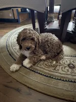 Tawni, a female Goldendoodle for sale in Atlanta, GA – 1 of 5