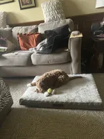 Tawni, a female Goldendoodle for sale in Atlanta, GA – 4 of 5