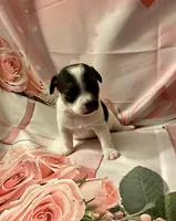 Monica , a female Chihuahua for sale in Winston-Salem, NC – Photo 3 of 5