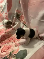 Monica , a female Chihuahua for sale in Winston-Salem, NC – Photo 5 of 5