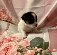 Monica , a female Chihuahua for sale in Winston-Salem, NC – Photo 2 of 5