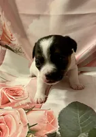 Monica , a female Chihuahua for sale in Winston-Salem, NC – Photo 1 of 5