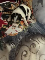 Mistletoe , a female Chihuahua for sale in Winston-Salem, NC – 2 of 6