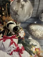 Mistletoe , a female Chihuahua for sale in Winston-Salem, NC – 4 of 6