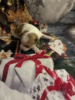 Jolly, a female Chihuahua for sale in Winston-Salem, NC – 5 of 7
