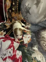 Jolly, a female Chihuahua for sale in Winston-Salem, NC – 6 of 7