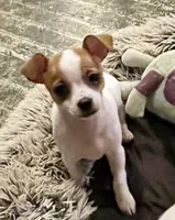 Chubby , a male Chihuahua for sale in Winston-Salem, NC – 4 of 10