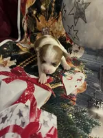Jolly, a female Chihuahua for sale in Winston-Salem, NC – 4 of 7