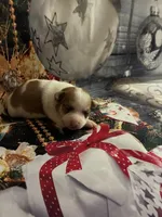 Jolly, a female Chihuahua for sale in Winston-Salem, NC – 2 of 7