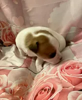 Chubby , a male Chihuahua for sale in Winston-Salem, NC – Photo 4 of 6