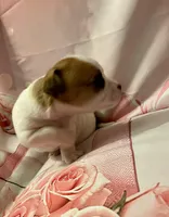 Chubby , a male Chihuahua for sale in Winston-Salem, NC – Photo 5 of 6