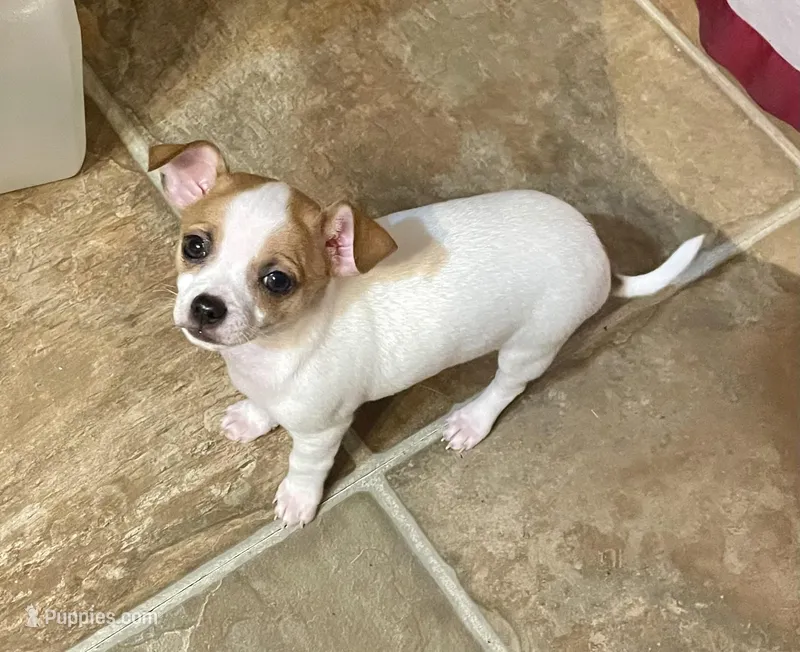 Chubby  – Chihuahua puppy for sale in Winston-Salem, NC