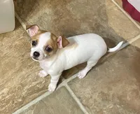 Chubby , a male Chihuahua for sale in Winston-Salem, NC – Photo 1 of 8