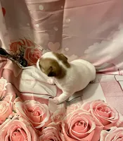 Chubby , a male Chihuahua for sale in Winston-Salem, NC – Photo 3 of 6