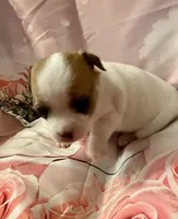 Chubby , a male Chihuahua for sale in Winston-Salem, NC – Photo 6 of 6