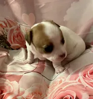 Chubby , a male Chihuahua for sale in Winston-Salem, NC – Photo 2 of 6