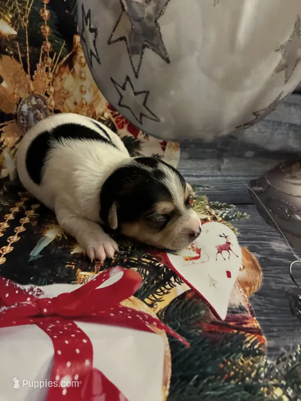 Mistletoe , a female Chihuahua for sale in Winston-Salem, NC – 1 of 6