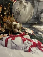 Jolly, a female Chihuahua for sale in Winston-Salem, NC – 1 of 7