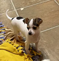 Buster, a male Chihuahua for sale in Winston-Salem, NC – 2 of 10