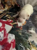 Frosty , a male Chihuahua for sale in Winston-Salem, NC – 4 of 5