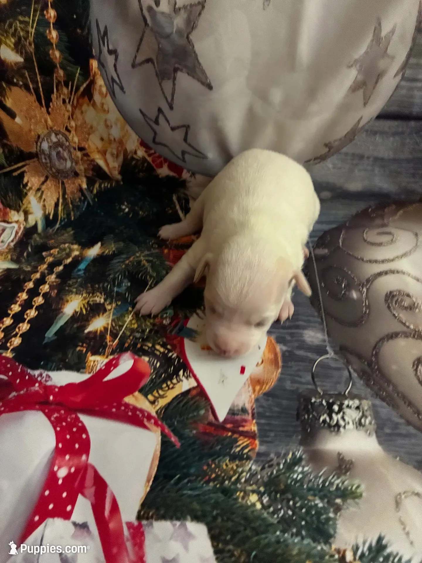Frosty , a male Chihuahua for sale in Winston-Salem, NC – 1 of 5