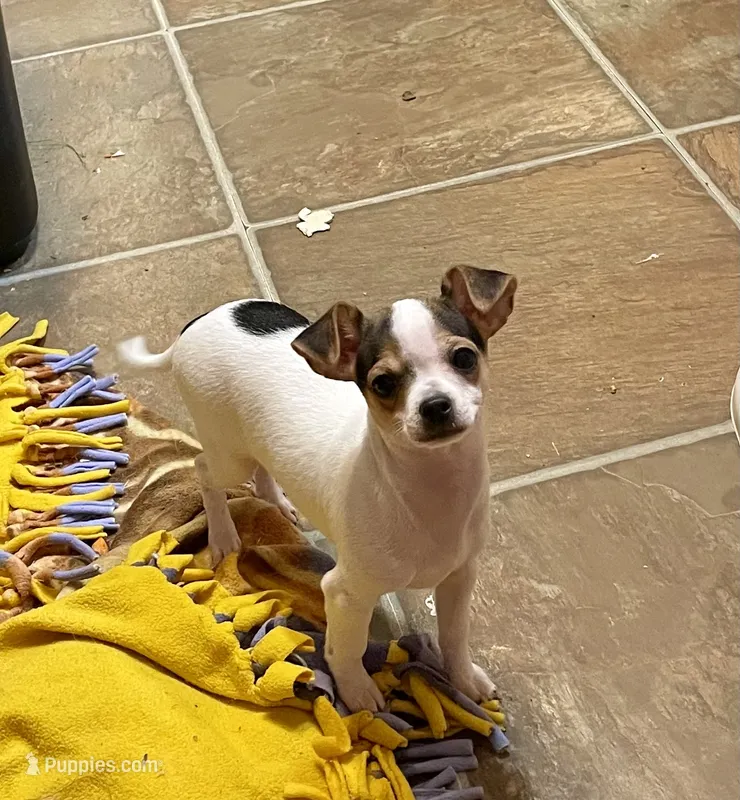 Buster – Chihuahua puppy for sale in Winston-Salem, NC