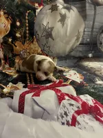 Jolly, a female Chihuahua for sale in Winston-Salem, NC – 3 of 7