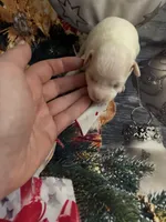 Frosty , a male Chihuahua for sale in Winston-Salem, NC – 2 of 5