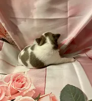 Lavender , a female Chihuahua for sale in Winston-Salem, NC – Photo 2 of 4