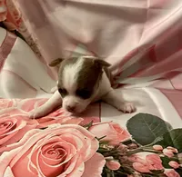 Lavender , a female Chihuahua for sale in Winston-Salem, NC – Photo 1 of 4