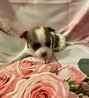 Lavender , a female Chihuahua for sale in Winston-Salem, NC – Photo 4 of 4