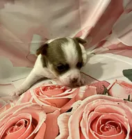 Lavender , a female Chihuahua for sale in Winston-Salem, NC – Photo 3 of 4