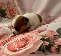 Lovely, a female Chihuahua for sale in Winston-Salem, NC – Photo 2 of 5